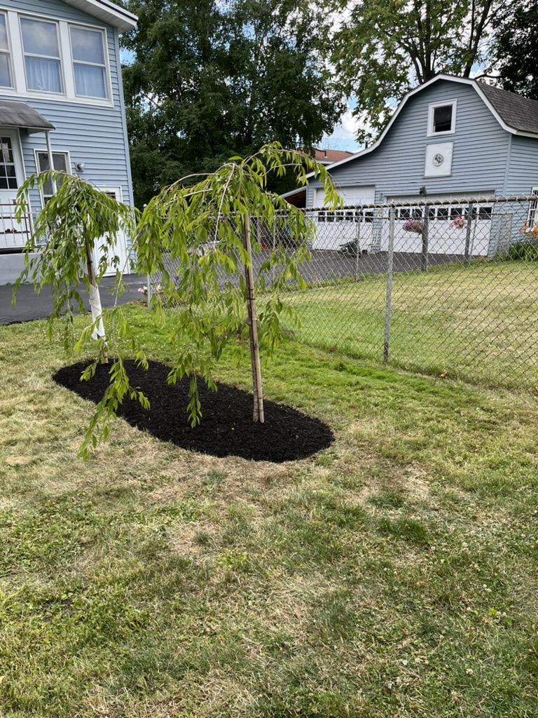 Newly planted ornamental tree with a fresh mulch ring