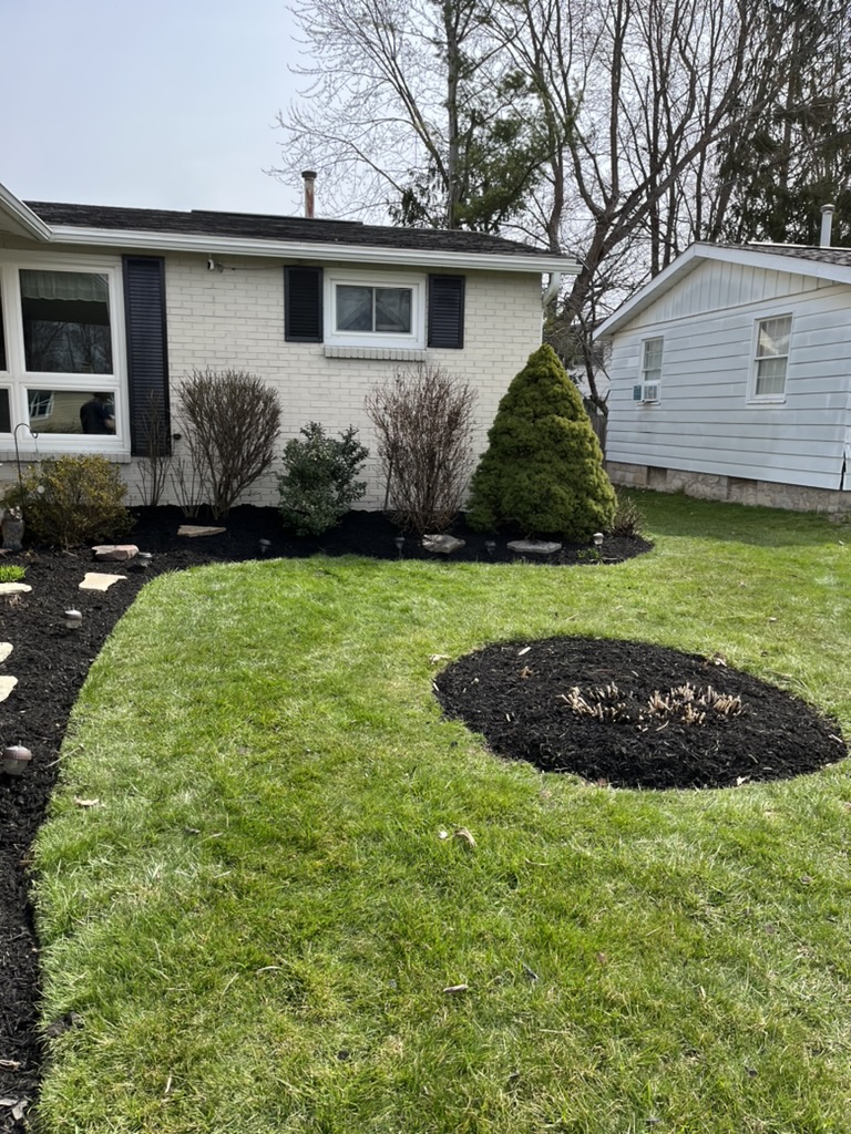 Finished front yard with shaped shrubs and clean mulch beds